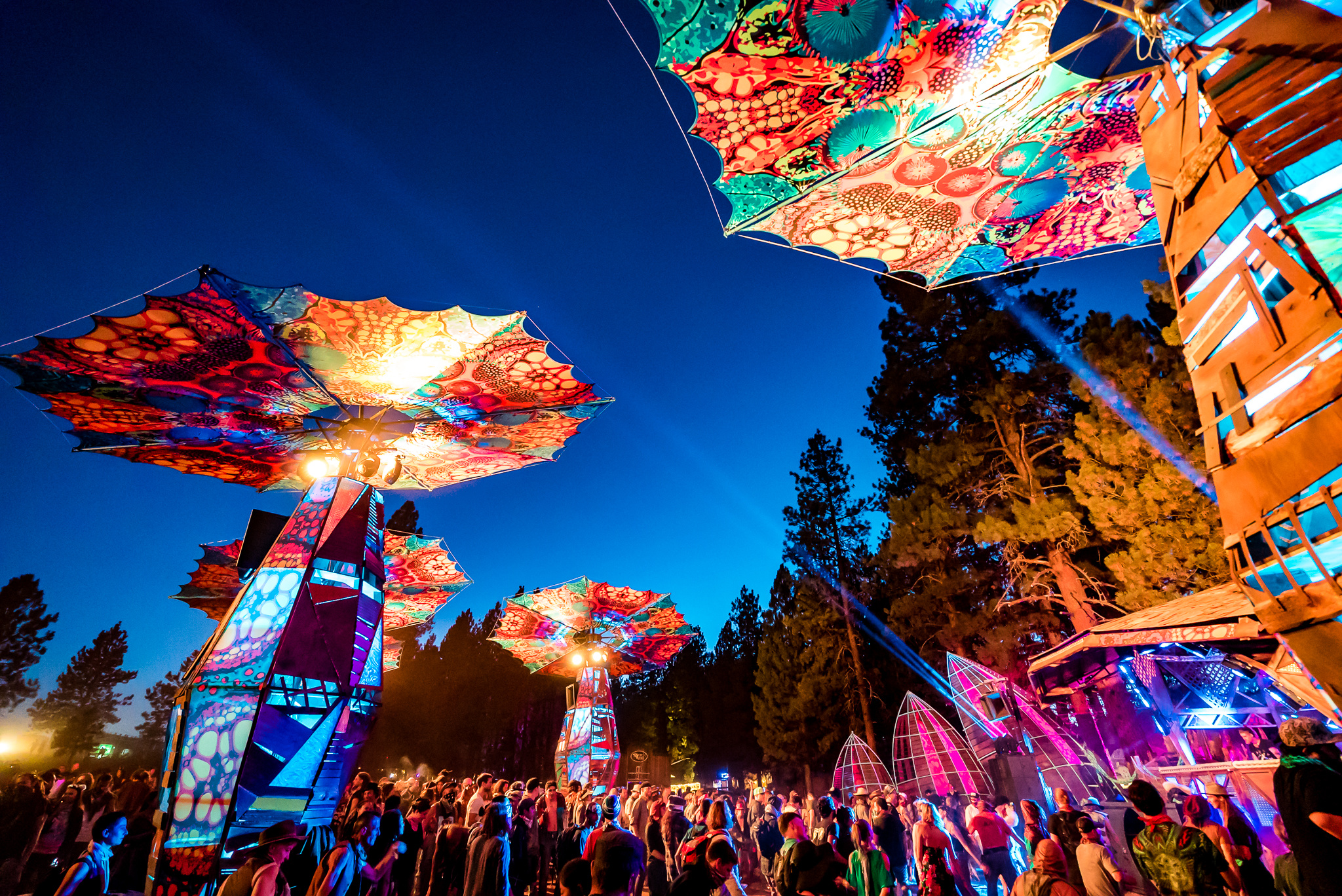 Moony Shrooms pc: Jacob Avanzato